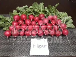 Семена редиса Филипар F1 / Filipar F1 купить оптом и в розницу в Украине по выгодной цене