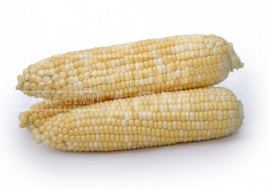 Насіння кукурудзи Майбіко F1 / Maybiko F1 купити оптом і в роздріб в Україні за вигідною ціною