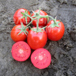 Насіння томатів Родіон F1 / Rodion F1 купити оптом і в роздріб в Україні за вигідною ціною