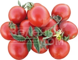 Семена томатов Боцман F1 / Bocman F1,90-95 дней купить оптом и в розницу в Украине по выгодной цене