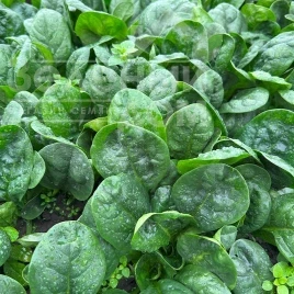 Семена шпината Перидот F1 / Peridot F1 купить оптом и в розницу в Украине по выгодной цене
