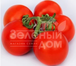 Семена томатов ЛС 1137 F1 / LS 1137 F1,110 дней купить оптом и в розницу в Украине по выгодной цене