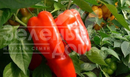 Насіння солодкого перцю Нова / Nova,60-70 днів купити оптом і в роздріб в Україні за вигідною ціною