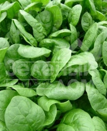 Семена шпината Аполло F1 / Apollo F1,35-40 дней купить оптом и в розницу в Украине по выгодной цене