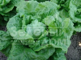 Семена салата Галандер / Galander купить оптом и в розницу в Украине по выгодной цене