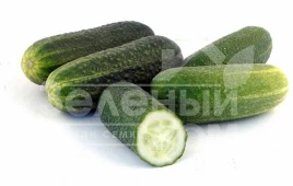 Семена огурцов Отело F1 / Otelo F1,41-43 дня купить оптом и в розницу в Украине по выгодной цене