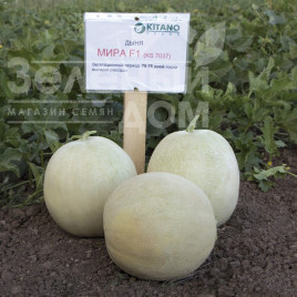 Насіння дині Міра F1 / Mira F1,70-75 днів купити оптом і в роздріб в Україні за вигідною ціною