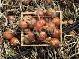 Лук репчатый 005 F1 / 005 F1, 100-105 дней купить оптом и в розницу в Украине по выгодной цене