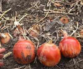 Лук репчатый Дункан F1 / Dunkan F1 купить оптом и в розницу в Украине по выгодной цене