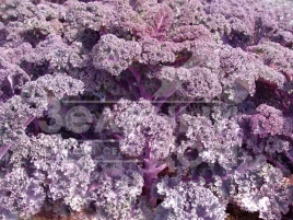 Семена капусты листовой Скарлет / Skarlet,120 дней купить оптом и в розницу в Украине по выгодной цене