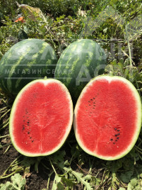 Насіння кавуна Інсепшен F1 / Insepshen F1, 58-62 дні купити оптом і в роздріб в Україні за вигідною ціною