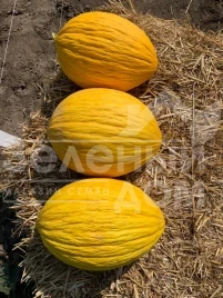 Семена дыни Эгназио F1 / Egnazio F1,65-70 дней купить оптом и в розницу в Украине по выгодной цене