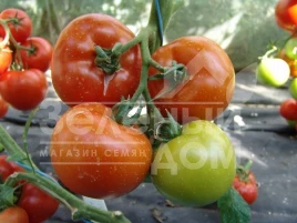 Семена томатов Гарди F1 / Hardy F1 купить оптом и в розницу в Украине по выгодной цене