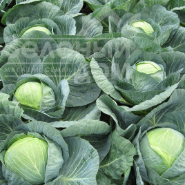 Насіння капусти білокачанної Центуріон F1 / Centurion F1,100-110 днів купити оптом і в роздріб в Україні за вигідною ціною