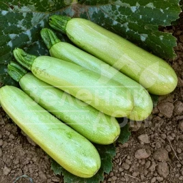 Семена кабачков Теренум F1 / Terenum F1, 42 дня купить оптом и в розницу в Украине по выгодной цене