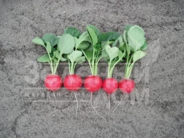 Семена редиса Лаурелла F1 / Laurella F1, 23-25 дней купить оптом и в розницу в Украине по выгодной цене