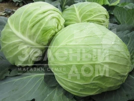 Семена капусты белокочанной ЦРХ 16102 F1 / CRX 16102 F1 купить оптом и в розницу в Украине по выгодной цене