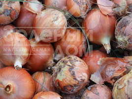 Цибуля ріпчаста Вуельта F1 / Vuelta F1,130 днів купити оптом і в роздріб в Україні за вигідною ціною