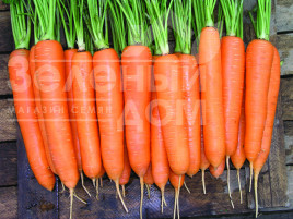 Насіння моркви Елеганза F1 / Eleganza F1,130-140 днів купити оптом і в роздріб в Україні за вигідною ціною