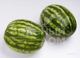 Семена арбуза Топ Ган F1 / Top Han F1,62-64 дня купить оптом и в розницу в Украине по выгодной цене