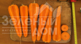 Насіння моркви СВ 7381 F1 / SV 7381 F1,110-115 днів купити оптом і в роздріб в Україні за вигідною ціною