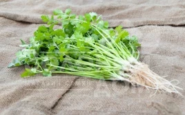Семена кинзы (кориандра) Карибе / Caribe,75 дней купить оптом и в розницу в Украине по выгодной цене