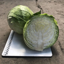 Насіння капусти білокачанної Індіана F1 / Indiana F1,70 днів купити оптом і в роздріб в Україні за вигідною ціною