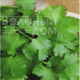 Насіння кінзи (коріандру) Амерікано / Americano купити оптом і в роздріб в Україні за вигідною ціною