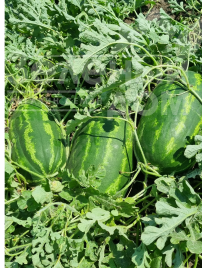 Насіння кавуна Ілювіум F1 / Iliyuvium F1, 70-75 днів купити оптом і в роздріб в Україні за вигідною ціною