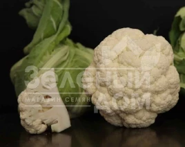 Семена капусты цветной Уайт Эксель F1 / White Excel F1,60-70 дней купить оптом и в розницу в Украине по выгодной цене