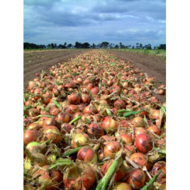 Цибуля ріпчаста Сакраменто F1 / Sacramento F1,110-115 днів купити оптом і в роздріб в Україні за вигідною ціною