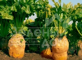 Семена свеклы Урсус / Ursus купить оптом и в розницу в Украине по выгодной цене