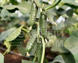 Семена огурцов Северин F1 / Sewerin F1,32-35 дней купить оптом и в розницу в Украине по выгодной цене