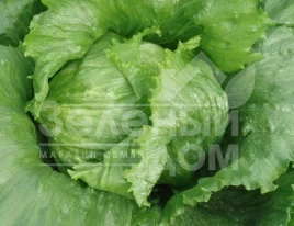 Семена салата Медимо / Medimo купить оптом и в розницу в Украине по выгодной цене