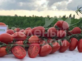 Семена томатов Люси Плюс F1 / Luci Plus F1,95-100 дней купить оптом и в розницу в Украине по выгодной цене