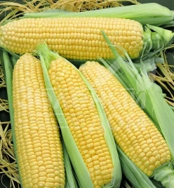 Семена кукурузы Элен F1 / Elen F1,65-70 дней купить оптом и в розницу в Украине по выгодной цене