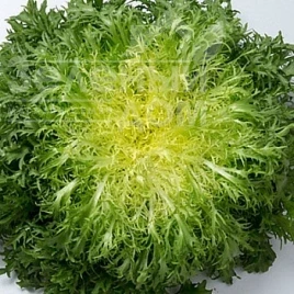 Семена салата Валоне / Valone купить оптом и в розницу в Украине по выгодной цене