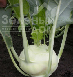 Насіння капусти кольрабі Дворана / Dvorana,40-50 днів купити оптом і в роздріб в Україні за вигідною ціною