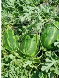 Семена арбуза Илювиум F1 / Iliyuvium F1, 70-75 дней купить оптом и в розницу в Украине по выгодной цене