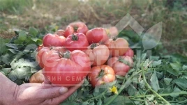 Семена томатов Балроза F1 / Balroza F1,65 дней купить оптом и в розницу в Украине по выгодной цене