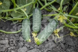 Семена огурцов Проликс F1 / Proliks F1,40-42 дня купить оптом и в розницу в Украине по выгодной цене