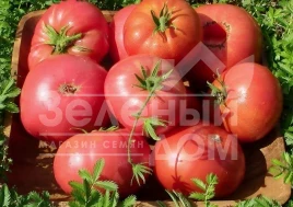 Семена томатов Пинк Топ F1 / Pink Top F1,70 - 75 дней купить оптом и в розницу в Украине по выгодной цене