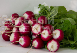 Насіння редису Ніколь F1 / Nicol F1 (Преміум),23-25 днів купити оптом і в роздріб в Україні за вигідною ціною