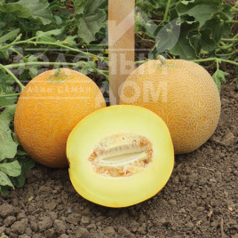 Насіння дині Ванда F1 (КС 517 F1) / Vanda F1 (KS 517 F1), 55-60 днів купити оптом і в роздріб в Україні за вигідною ціною