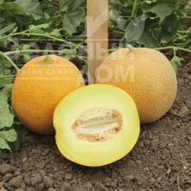 Насіння дині Ванда F1 (КС 517 F1) / Vanda F1 (KS 517 F1), 55-60 днів купити оптом і в роздріб в Україні за вигідною ціною