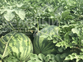 Насіння кавуна Феліп F1  (51-019) / Felipe F1  (51-019) купити оптом і в роздріб в Україні за вигідною ціною