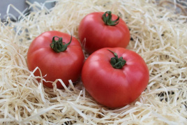 Насіння томатів ПЛ 6210 / PL 6210 купити оптом і в роздріб в Україні за вигідною ціною