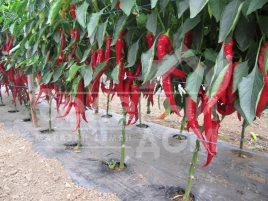 Семена горького перца Шакира F1 / Shakira F1 купить оптом и в розницу в Украине по выгодной цене