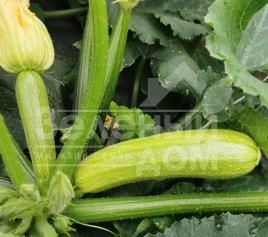 Семена кабачков Сирио F1 (CRX 90197 F1) / Sirio F1 (CRX 90197 F1) купить оптом и в розницу в Украине по выгодной цене