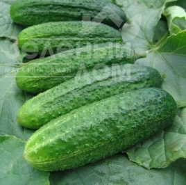 Семена огурцов Аскольд F1 / Askold F1 купить оптом и в розницу в Украине по выгодной цене